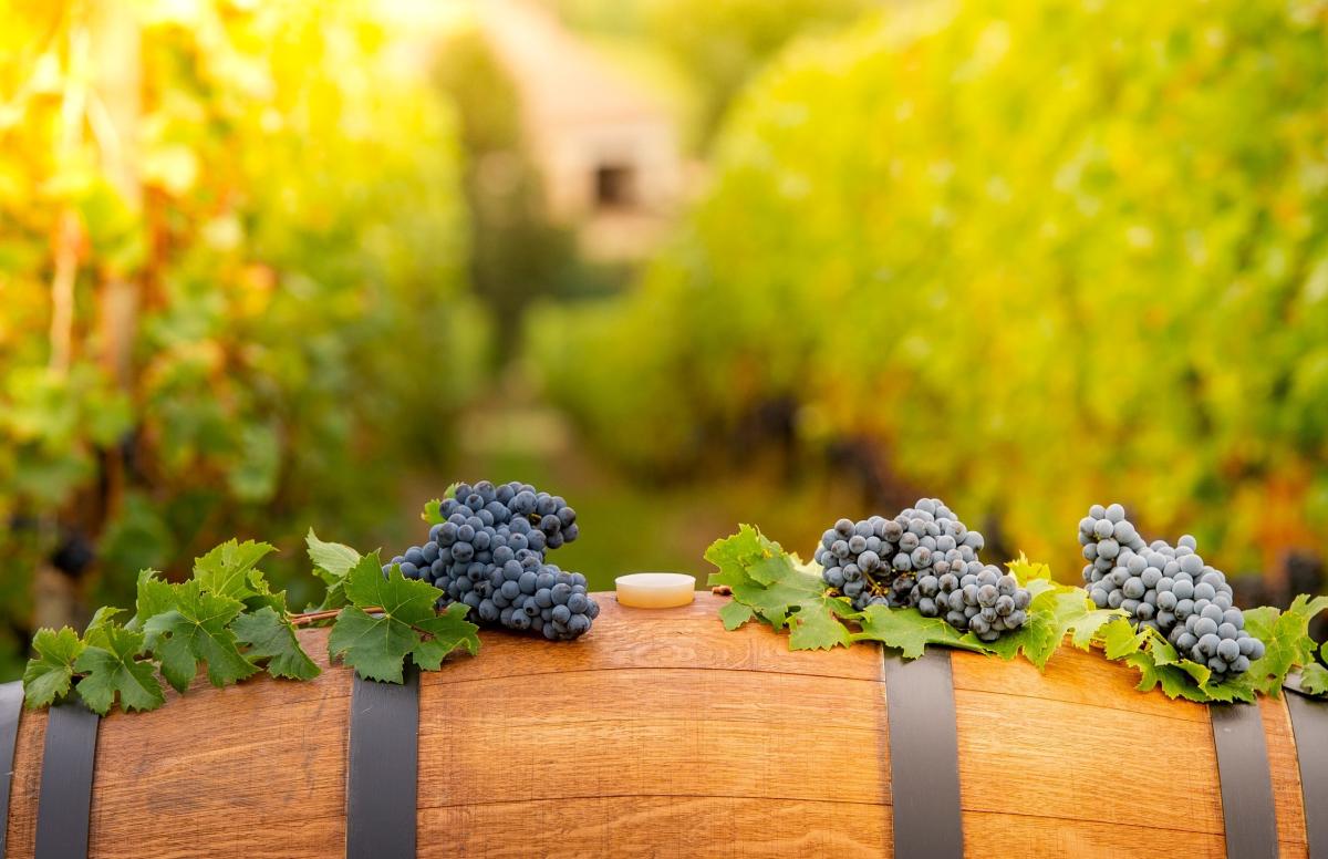 Площадь виноградников в России в 2023 году увеличилась до 105 тыс. га 