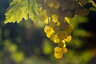 С начала 2024 года в России выросло производство винодельческой продукции