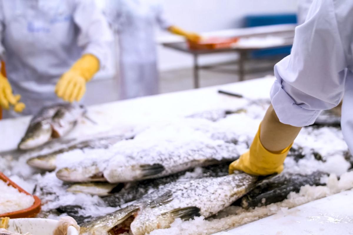 Рыбопромышленники РФ быстро получат вычеты за развитие глубокой переработки — СФ