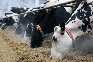 Объём реализации молока в сельхозорганизациях вырос на 3%