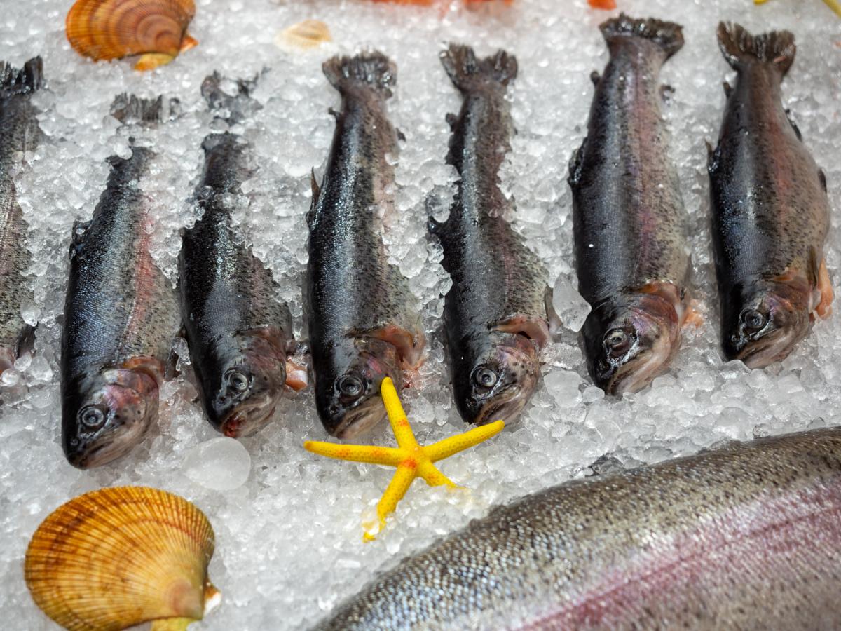 Экспорт рыбы из РФ в 2024 году может составить 5,6 млрд долл. — Росрыболовство