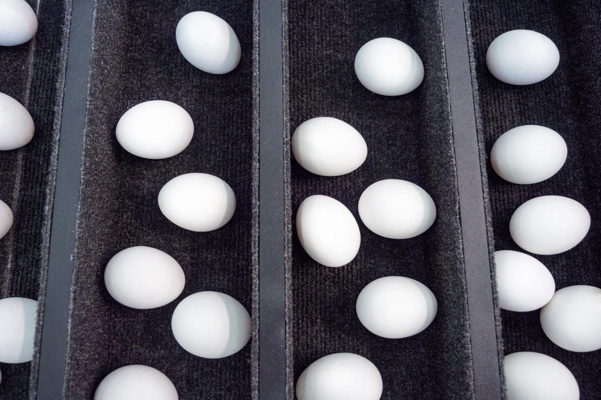 За три месяца в сельхозорганизациях Саратовской области произвели 162 млн яиц