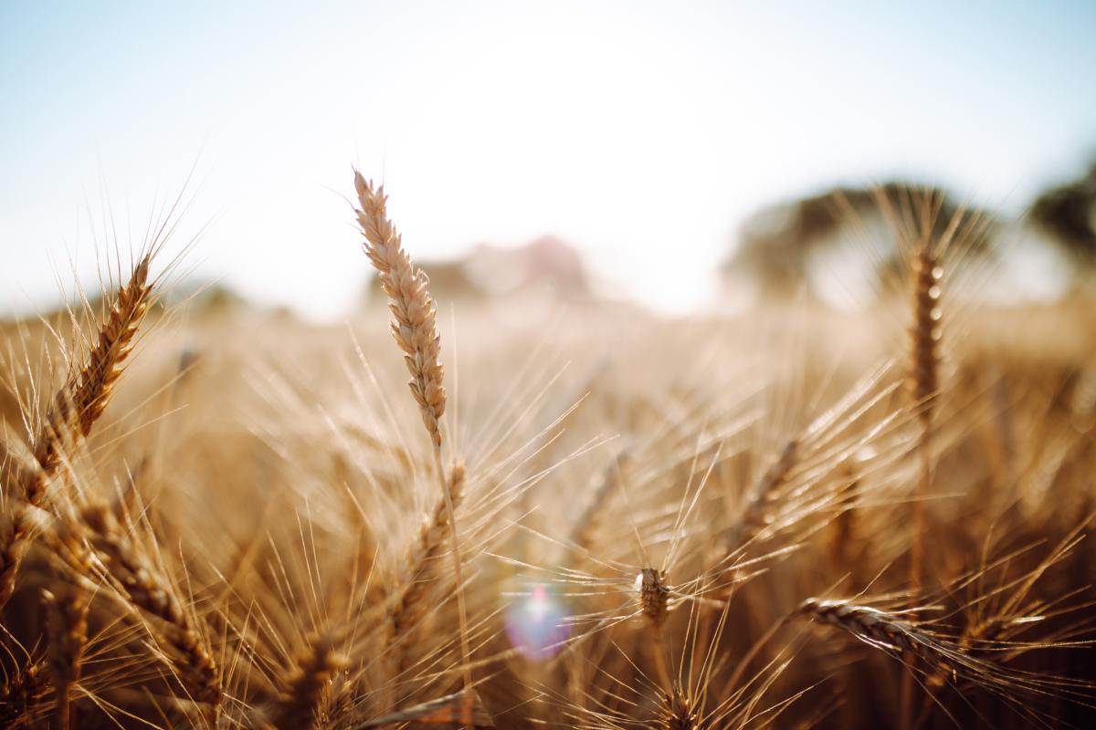 В текущем сезоне доля России на мировом рынке пшеницы приблизится к 30% — эксперт
