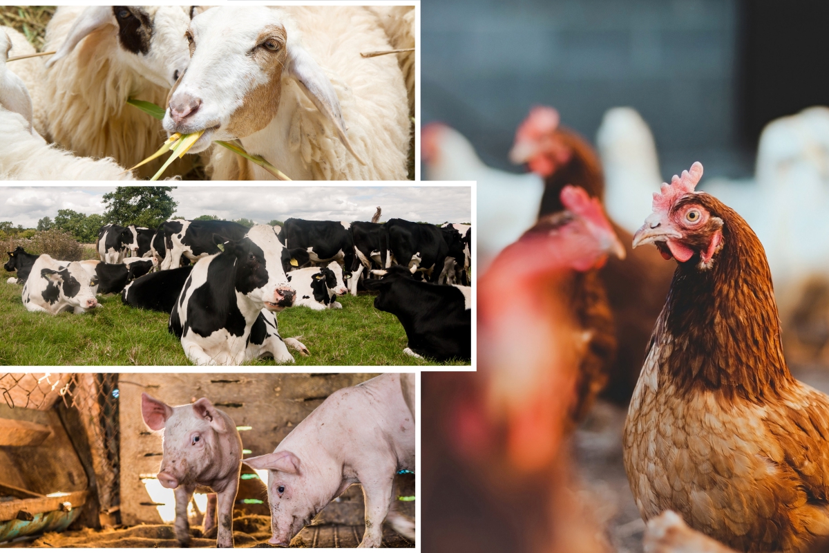 Производство скота и птицы в Кузбассе в феврале выросло на 17,1%