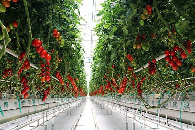 С начала года производство тепличных овощей в России увеличилось на 4%