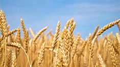 В Минсельхозе России рассчитывают на хороший урожай зерновых в 2024 году