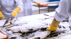 Рыбопромышленники РФ быстро получат вычеты за развитие глубокой переработки — СФ