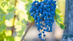 На Кубани открылся федеральный центр виноградарства