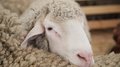 Забайкалье примет второй этап Российской выставки племенных овец и коз