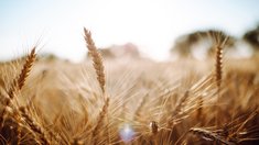 В текущем сезоне доля России на мировом рынке пшеницы приблизится к 30% — эксперт