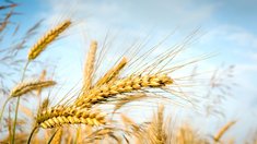 Россия представила странам БРИКС инициативу по созданию зерновой биржи