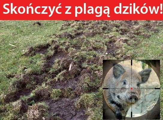 Польские фермеры требуют покончить с АЧС