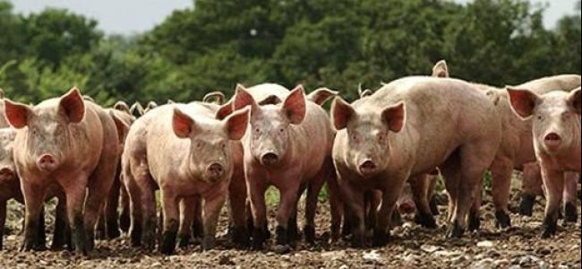Польша: Из находящихся под угрозой АЧС зон выкупят до 600 тысяч свиней