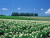 В крестьянском хозяйстве Тверской области высеяли картофель, не проверив его сортовые и посадочные качества