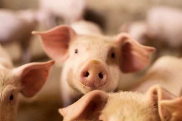 Польша: Помощь после АЧС или ограничение свиноводства? 