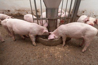 АЧС в Европе: Запрет на кормление свиней пищевыми отходами оспаривается экологами