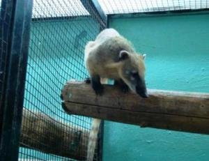 Партию зоопарковых животных отправили из Новосибирска в Узбекистан.