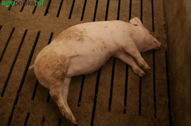 Польша: Утилизация мертвых свиней как причина распространения АЧС