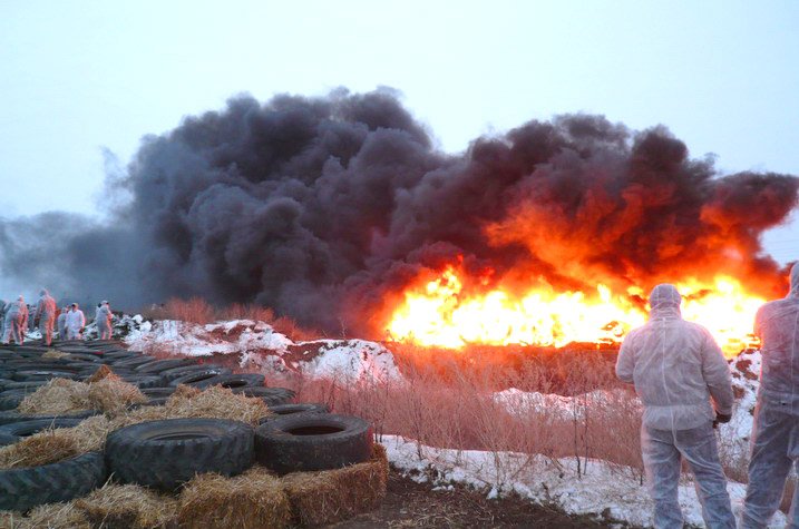 На фермах «Черкизово» в Орловской и Воронежской области уничтожено почти 37 тыс. свиней
