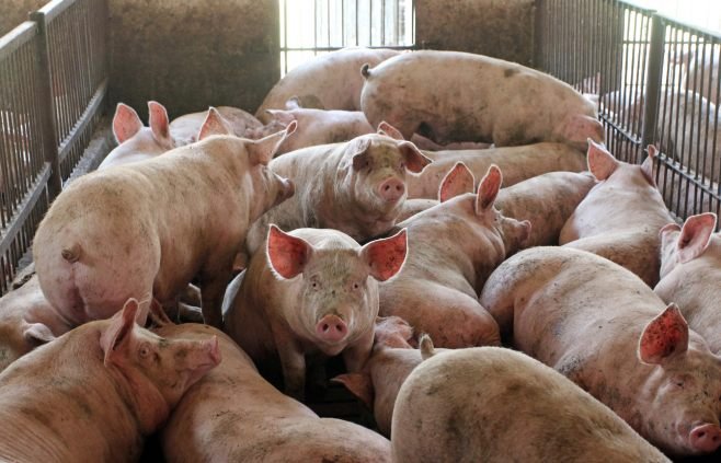 Правительство Польши решило сжечь свиней из-за АЧС
