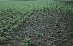 В Ардатовском районе выявлен новый участок, зараженный золотистой картофельной нематодой