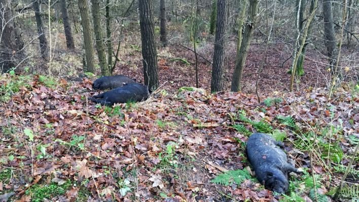 Ветнадзор Германии ищет хозяев павших домашних свиней