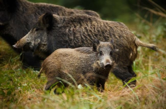 Центр производства свинины в Польше под угрозой АЧС