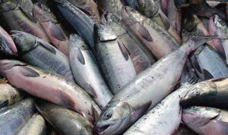 Вопросы развития рыбопромышленного комплекса акватории Черного и Азовского морей обсудят на Гидроавиасалоне 2014