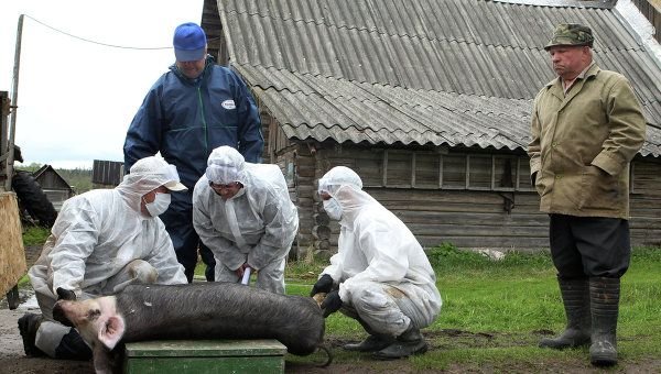 В Польше было выявлено 9 вспышек АЧС у домашних свиней