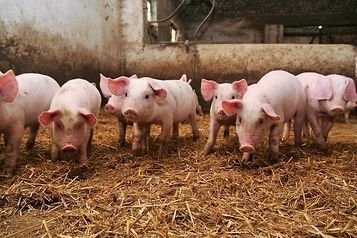 В Польше хотят сократить срок запрета на свиноводство в зонах с угрозой АЧС