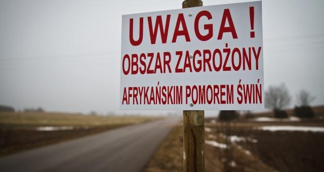Торговые компании Польши отказываются покупать свинину из зоны АЧС