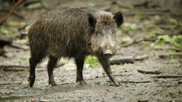 Африканская чума свиней приближается к Германии