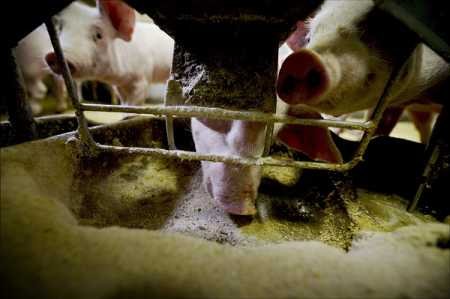 АЧС держит в страхе свиноводов Финляндии
