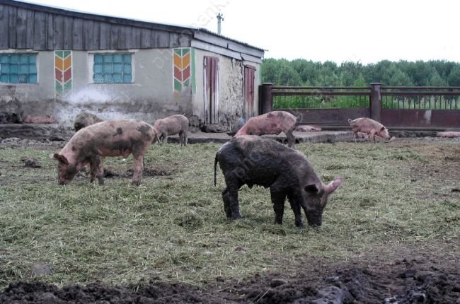 Польские фермеры требуют борьбы с АЧС. Выявлено пять новых вспышек вируса