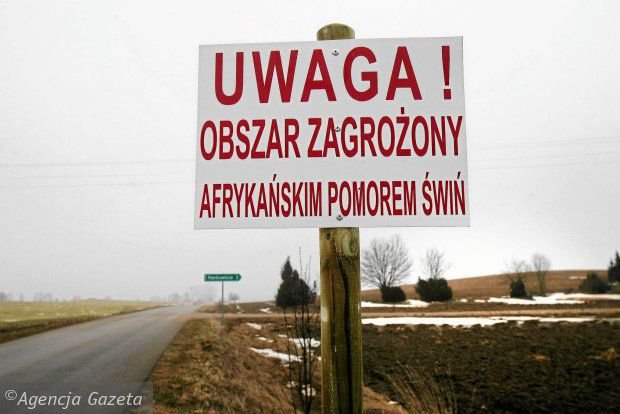 Нелегальная торговля свиньями в Польше привела к семи вспышкам АЧС за неделю