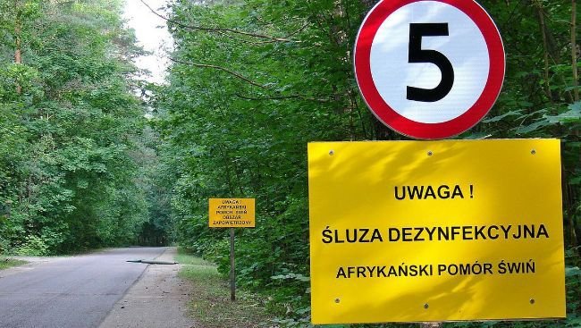 В Польше АЧС загнала фермеров в угол: либо строй забор, либо закрывайся