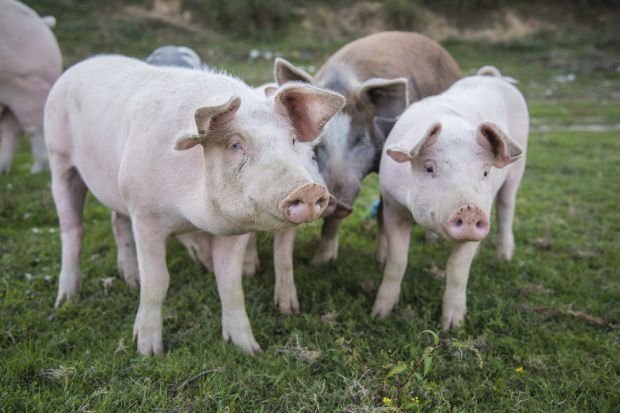АЧС: Фермерам Польши предложат отказаться от свиноводства за деньги