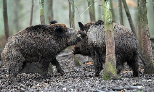 Из-за угрозы АЧС в Италии уничтожат более 250 тысяч диких свиней