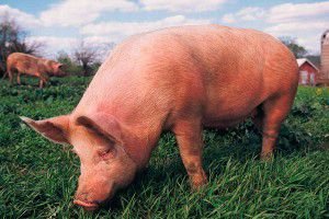 Эпизоотия в Германии: Уничтожено более 100 свиноматок
