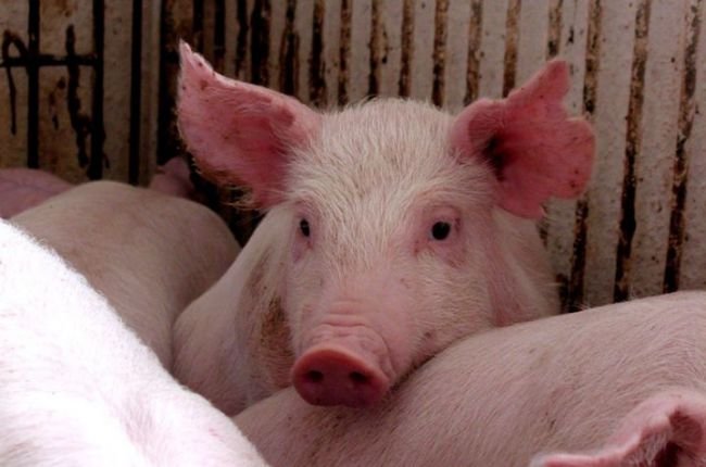 Несмотря на эпидемию АЧС в Польше, фермеры самостоятельно захоранивают мертвых свиней
