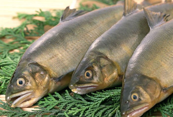 Специалисты рыбной отрасли встретятся на IV конференции рыбопереработчиков