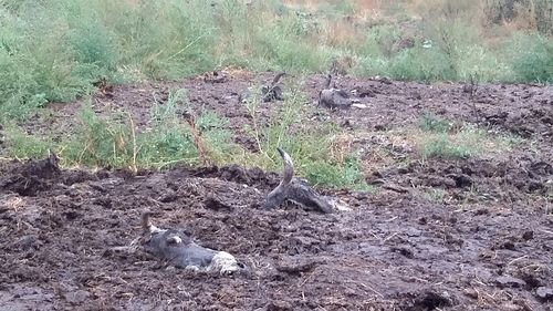 Останки павшего скота обнаружены в полях Брянской области