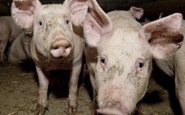Польские законы усложняют борьбу с АЧС. Экспорт свинины заблокирован