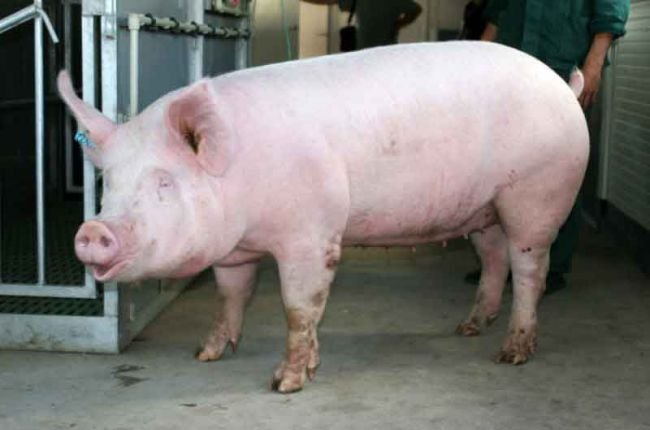 Кризисный штаб обсудит африканскую чуму свиней в Польше