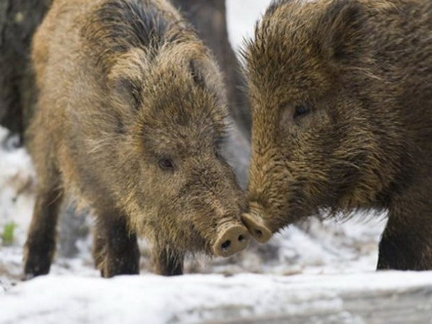 Группа ASFORCE консультирует свиноводов, ветеринаров и охотников ЕС о борьбе с АЧС