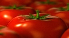 Астраханский завод по производству томатной пасты намерен в следующем году выйти на экспорт