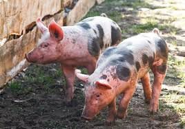 АЧС: Поможет ли Польше тотальная сертификация свиней