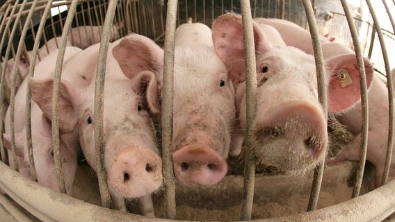 Новый скандал с "био" продукцией потряс свиноводство Германии
