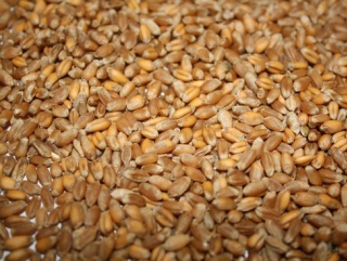 "Русагротранс" повысил прогноз зернового экспорта из России в июне до 1,4 миллионов тонн