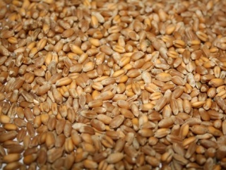 Пшеница в России продолжает дешеветь